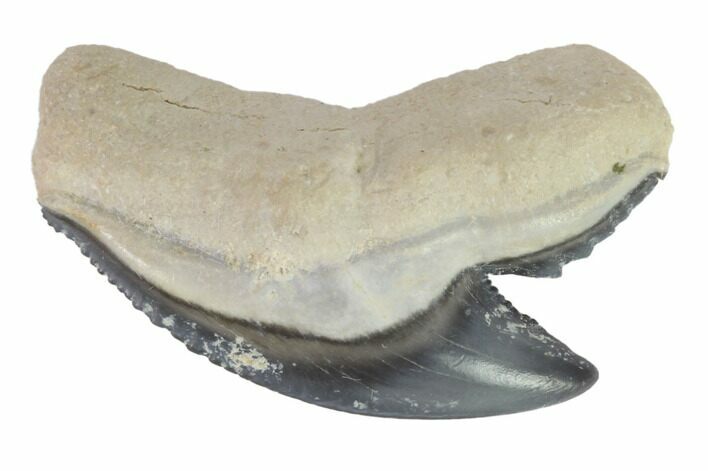 Fossil Tiger Shark Tooth - Bone Valley, Florida #145181